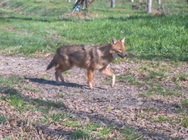 Primo sciacallo dorato accertato nel Mantovano: è stato avvistato nel Parco Oglio Sud