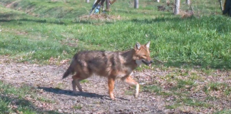 Primo sciacallo dorato accertato nel Mantovano: è stato avvistato nel Parco Oglio Sud