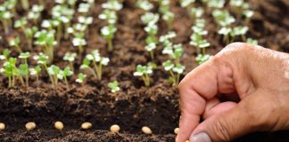 Sabato al mercato contadino torna l’iniziativa. È tempo di fare l’orto