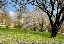 Suzzara, al via il piano sfalci con un investimento di 360mila euro annui