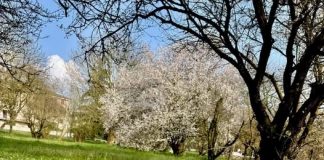 Suzzara, al via il piano sfalci con un investimento di 360mila euro annui