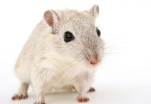 Cavie virtuali al posto degli animali, l’Agenzia europea del farmaco pronta a testare nuovo metodo