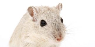 Cavie virtuali al posto degli animali, l’Agenzia europea del farmaco pronta a testare nuovo metodo
