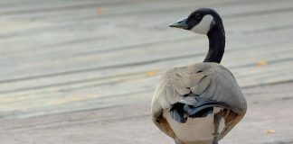 Banca del Fucino al fianco del Bioparco di Roma per il “City Future Challenge”