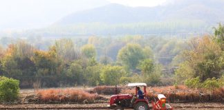 Cina, produzione di cereali in crescita anche nel 2026 secondo le previsioni