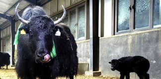 In Cina la prima clonazione di gruppo di 10 yak