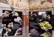 Marmirolo, Bosco Fontana celebra 50 anni di tutela con una mostra fotografica