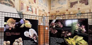 Marmirolo, Bosco Fontana celebra 50 anni di tutela con una mostra fotografica