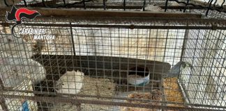 Revere, animali tenuti in gabbie fatiscenti senza acqua né cibo: denunciato un 30enne