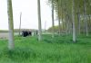 A Pomponesco un viaggio tra arte e scienza per la Giornata della Terra