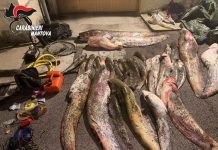 Viadana, 650 kg di pesce di frodo: Carabinieri denunciano due bracconieri