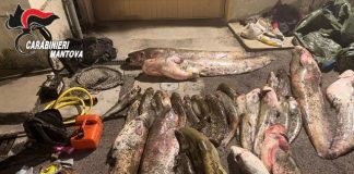 Viadana, 650 kg di pesce di frodo: Carabinieri denunciano due bracconieri
