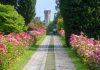 Parco Sigurtà, spettacolo di maggio: rose, peonie e ninfee in fiore