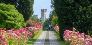 Parco Sigurtà, spettacolo di maggio: rose, peonie e ninfee in fiore