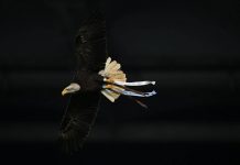 Lazio, Flaminia vola ma… sbaglia strada: atterraggio in Monte Mario