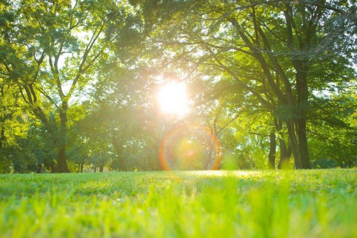 caldo_sole_parco_123rf-1