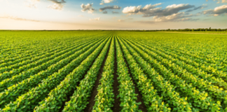 Agroalimentare, intesa Ismea e Anasb per rafforzare settore bufalino