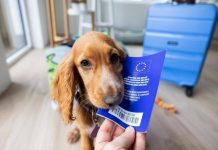 Viaggiare con cane e gatto in Europa, scattano nuove regole: documenti obbligatori, cosa cambia