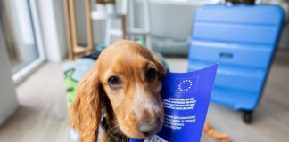 Viaggiare con cane e gatto in Europa, scattano nuove regole: documenti obbligatori, cosa cambia