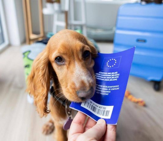 Viaggiare con cane e gatto in Europa, scattano nuove regole: documenti obbligatori, cosa cambia