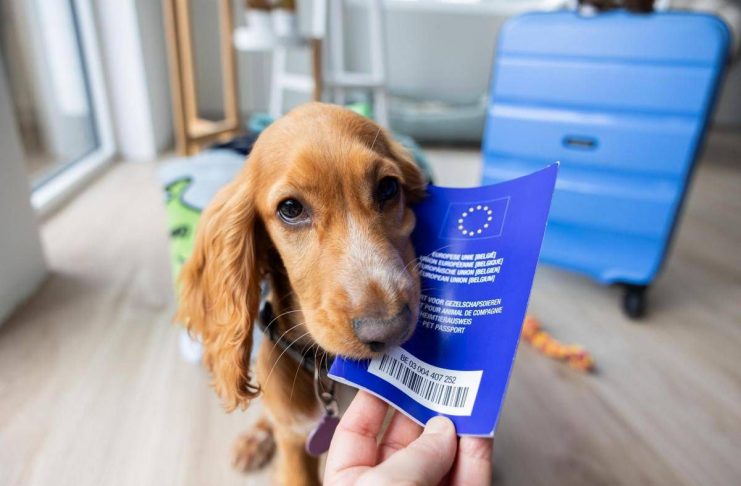 Viaggiare con cane e gatto in Europa, scattano nuove regole: documenti obbligatori, cosa cambia