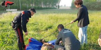 Viadana, capriolo ferito in giardino: salvato da carabinieri, polizia provinciale e veterinari