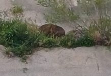 Capriolo intrappolato sulla sponda del Diversivo: salvato da vigili del fuoco e polizia provinciale