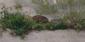 Capriolo intrappolato sulla sponda del Diversivo: salvato da vigili del fuoco e polizia provinciale