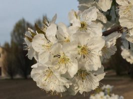 A Ceresara per Pasquetta ritorna la “Passeggiata tra i ciliegi in fiore”