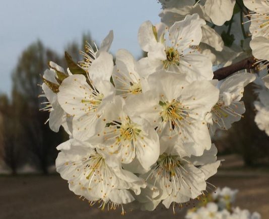 A Ceresara per Pasquetta ritorna la “Passeggiata tra i ciliegi in fiore”