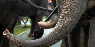 India, elefante dipinto di rosa muore 5 mesi dopo: gogna social per la fotografa russa
