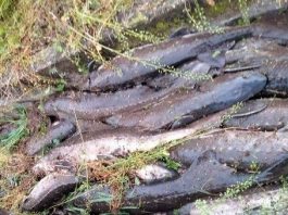 Goito, furto di storioni: 10 quintali trovati morti, 10mila euro di danni