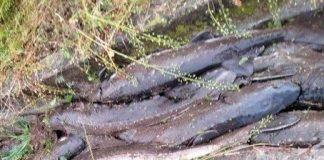 Goito, furto di storioni: 10 quintali trovati morti, 10mila euro di danni