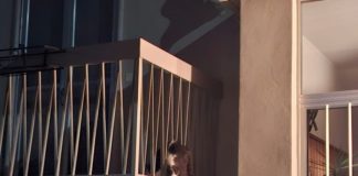 “Correte, c’è un furto in corso”, ma era solo un gatto intrappolato: salvato dai Carabinieri