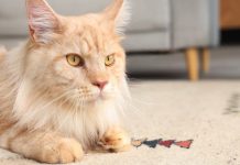 Gatto con disturbi gastrointestinali: sintomi, cause e alimentazione corretta