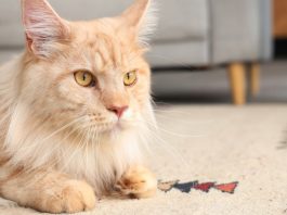 Gatto con disturbi gastrointestinali: sintomi, cause e alimentazione corretta