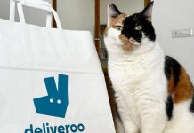 Pet day, su Deliveroo il migliore amico dell’uomo è il gatto, ordini doppi rispetto ai cani