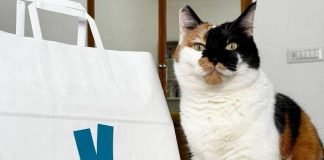 Pet day, su Deliveroo il gatto migliore amico dell’uomo, ordini doppi rispetto ai cani