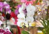 Suzzara, “Il mondo delle orchidee” alla Green & Flower’s: sabato 13 workshop gratuito