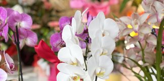 Suzzara, “Il mondo delle orchidee” alla Green & Flower’s: sabato 18 workshop gratuito