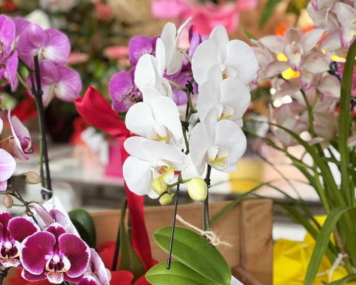 green-and-flower-orchidee-1