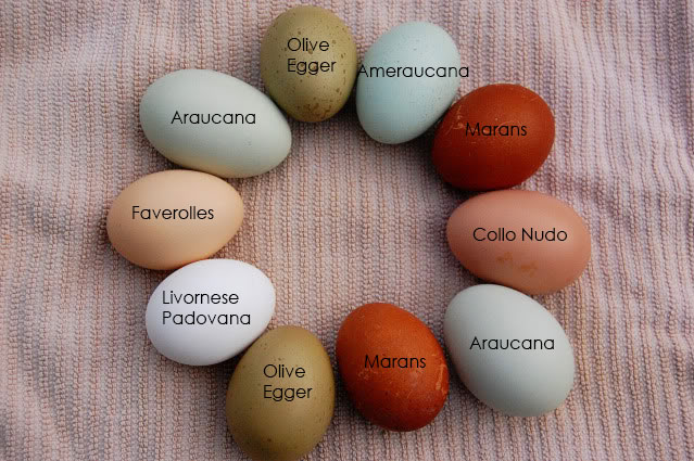 gusci-uova-colorate-razze-avicole