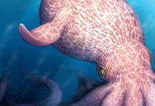 Il Kraken è esistito e dominava gli oceani, la scoperta sul ‘mostro dei mari’