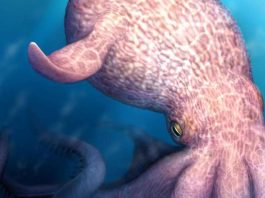 Il Kraken è esistito e dominava gli oceani, la scoperta sul ‘mostro dei mari’