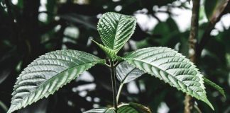 Droghe, esplode l’uso di kratom negli Usa: segnalazioni cresciute di 65 volte in un decennio