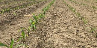 Stangata sull’agricoltura mantovana: semine al via con 12 milioni di costi extra per guerra