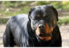 Lite tra ragazze per strada Porto Cesareo, 12enne azzannata da rottweiler a polpaccio