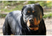 Lite tra ragazze per strada Porto Cesareo, 12enne azzannata da rottweiler a polpaccio