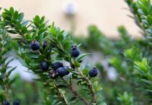 Mirto alleato della fertilità maschile, ‘protegge gli spermatozoi dai veleni delle plastiche’