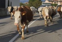 Mucche in strada, tre feriti e 7 bovini morti in scontro nell’Avellinese